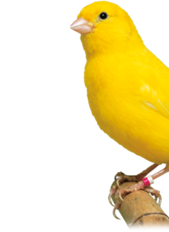 Canary1