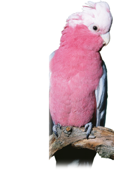 Parrot1
